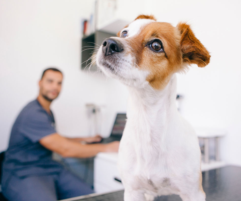 Veterinär med hund på klinik skriver e-recept